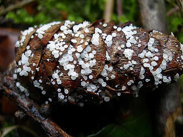 Una peziza nel sacco e altre specie primaverili